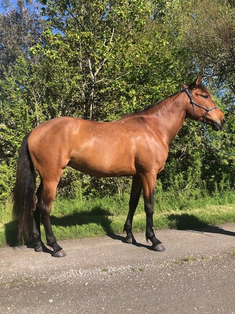 &Agrave; vendre jument 100% lusitanienne OC