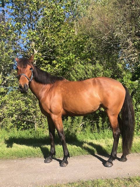 &Agrave; vendre jument 100% lusitanienne OC