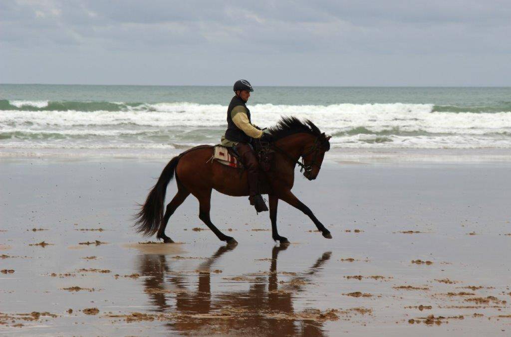 &Agrave; vendre jument 100% lusitanienne OC