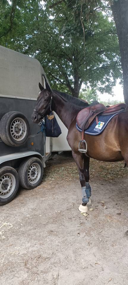 Top Jument AQPS de 10ans CCE/horse ball