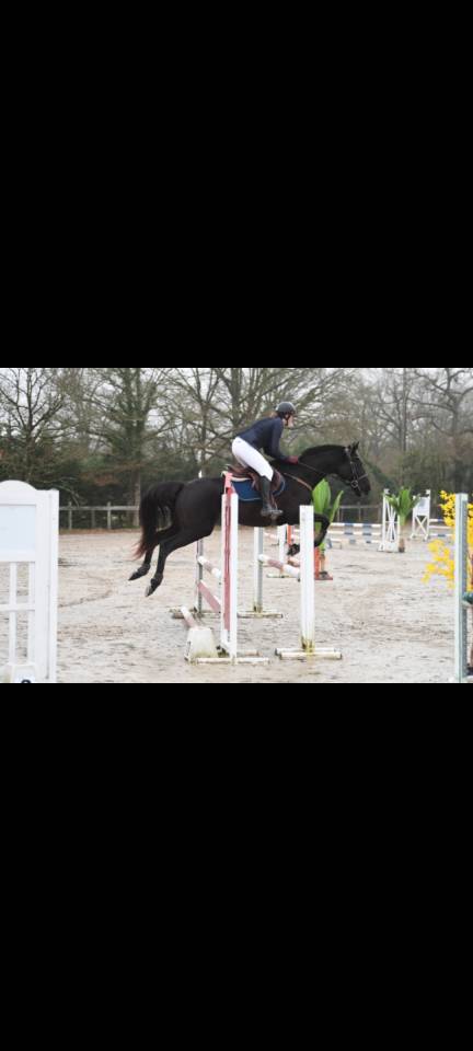Top Jument AQPS de 10ans CCE/horse ball