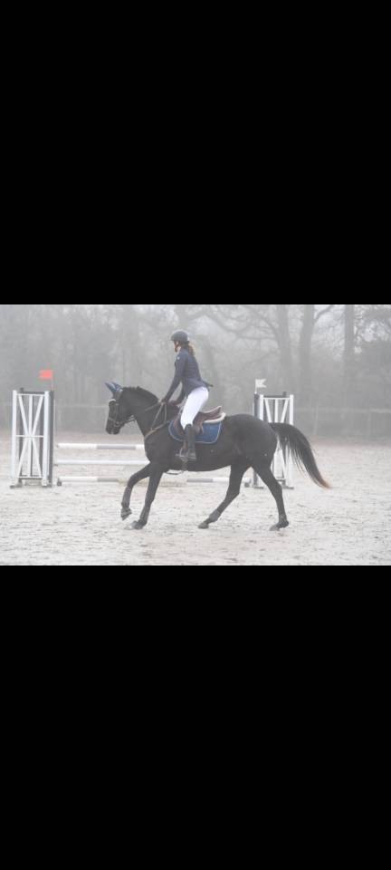 Top Jument AQPS de 10ans CCE/horse ball