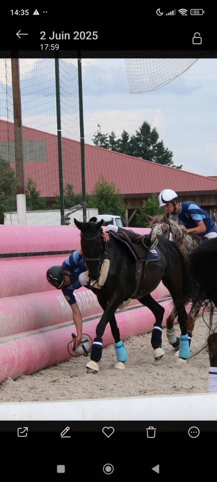 Top Jument AQPS de 10ans CCE/horse ball