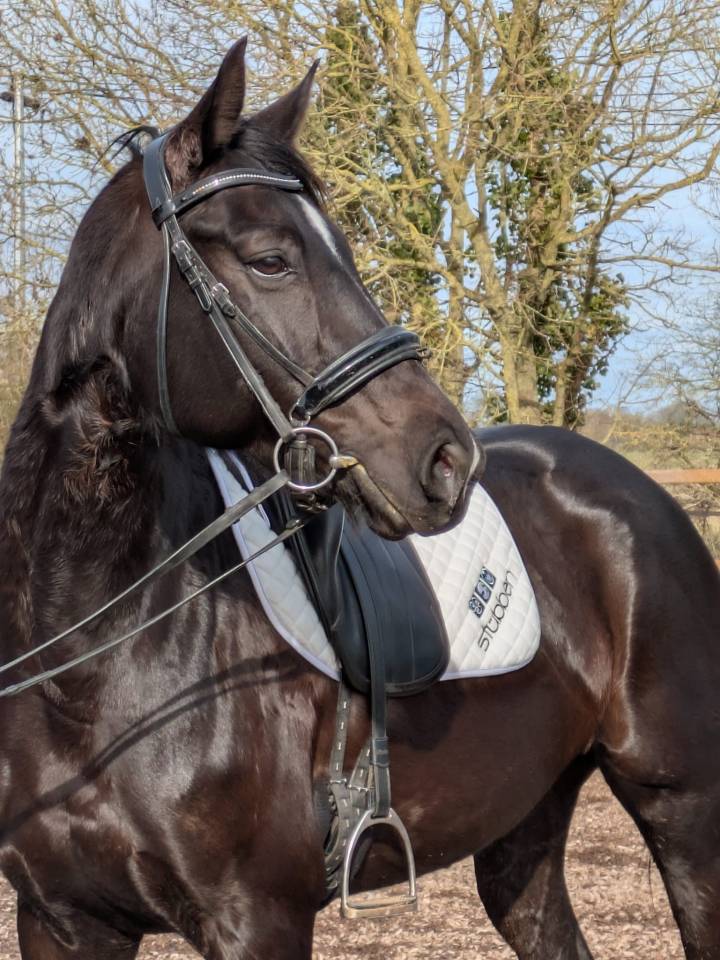 Jument de dressage ma&icirc;tre d'&eacute;cole 