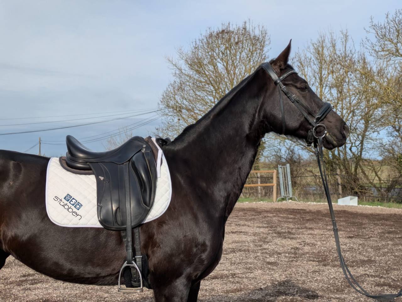 Jument de dressage ma&icirc;tre d'&eacute;cole 