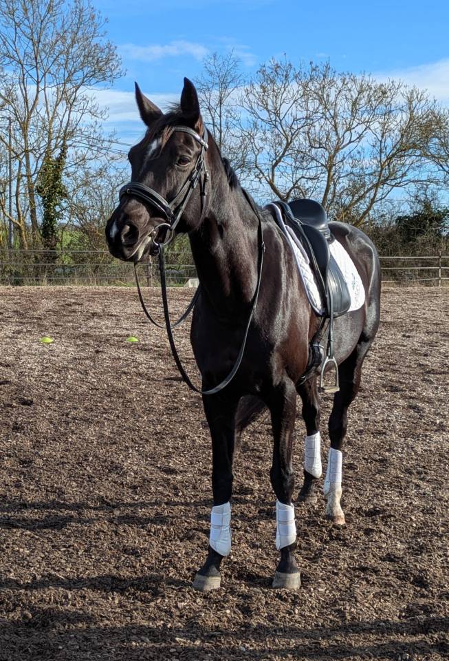 Jument de dressage ma&icirc;tre d'&eacute;cole 