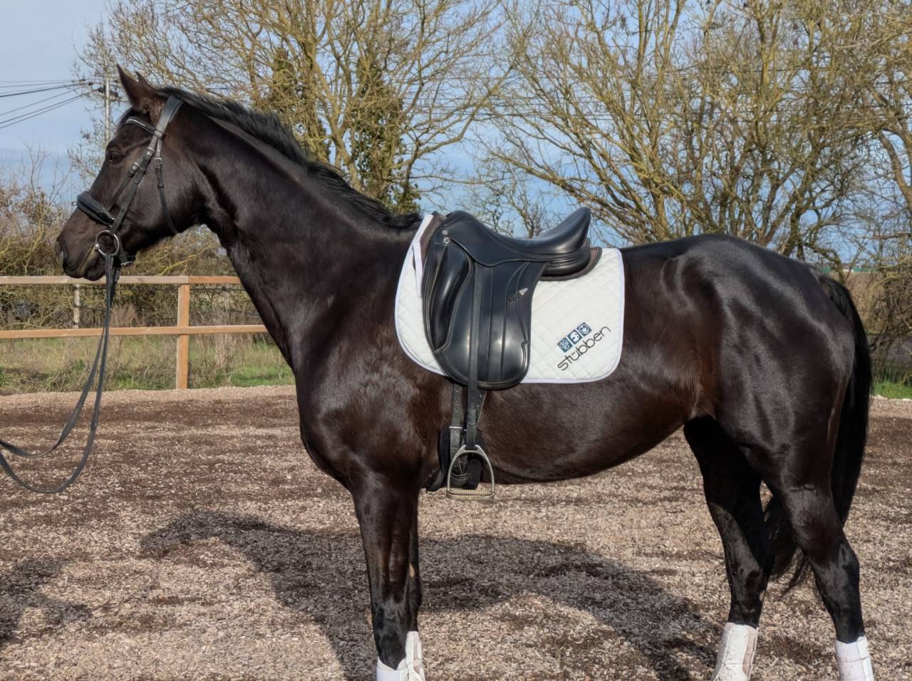 Jument de dressage ma&icirc;tre d'&eacute;cole 