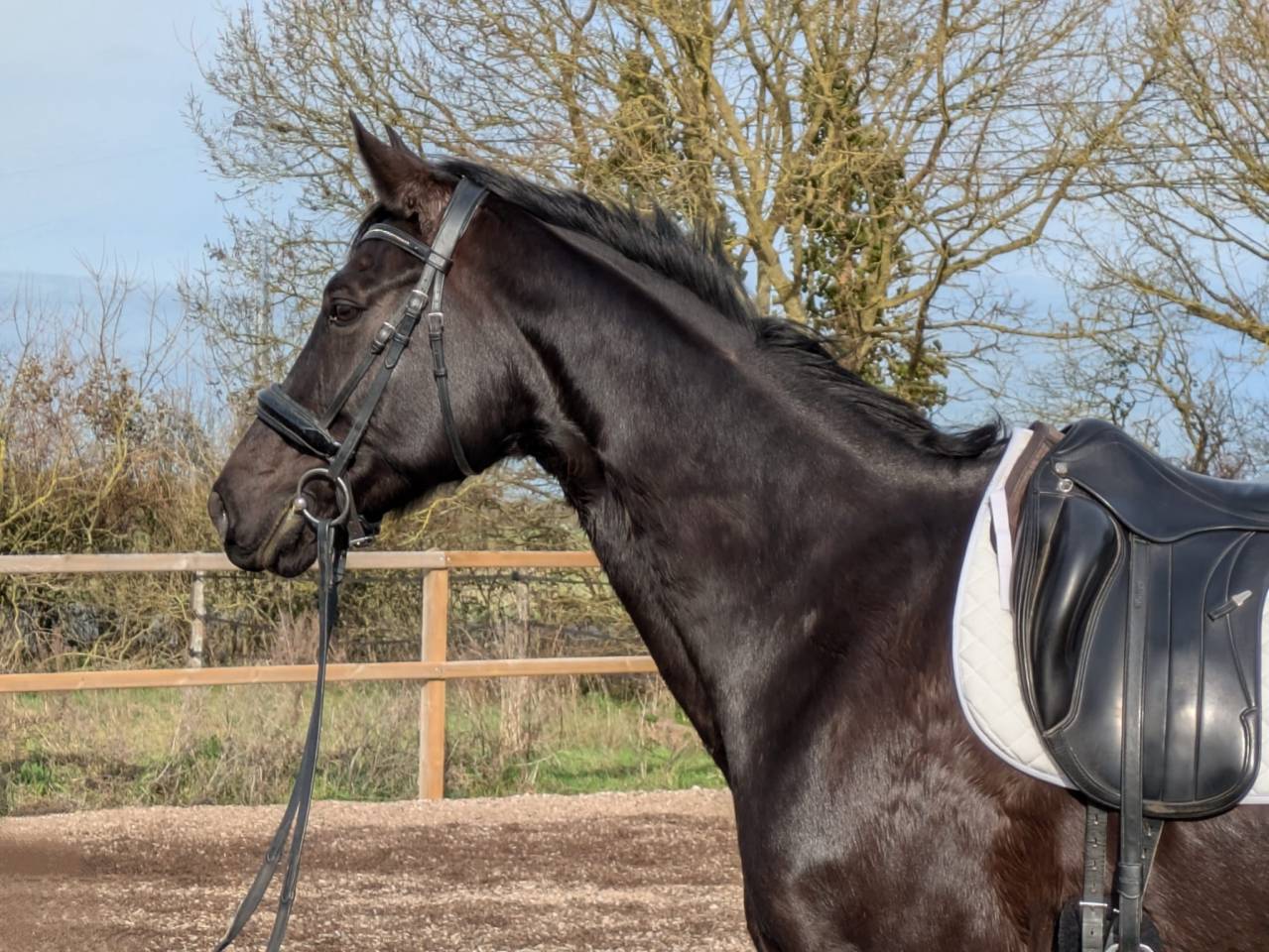 Jument de dressage ma&icirc;tre d'&eacute;cole 