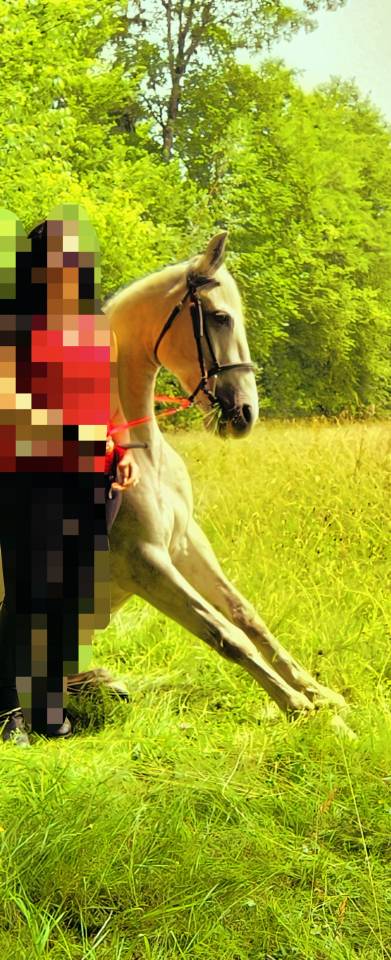 CHEVAL OC ESPAGNOL X PORTUGAIS 