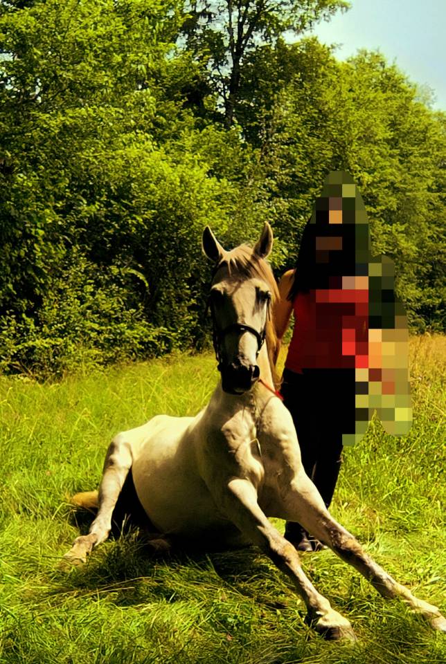 CHEVAL OC ESPAGNOL X PORTUGAIS 