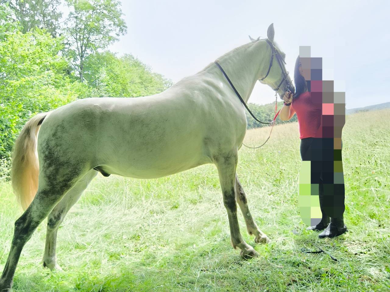 CHEVAL OC ESPAGNOL X PORTUGAIS 