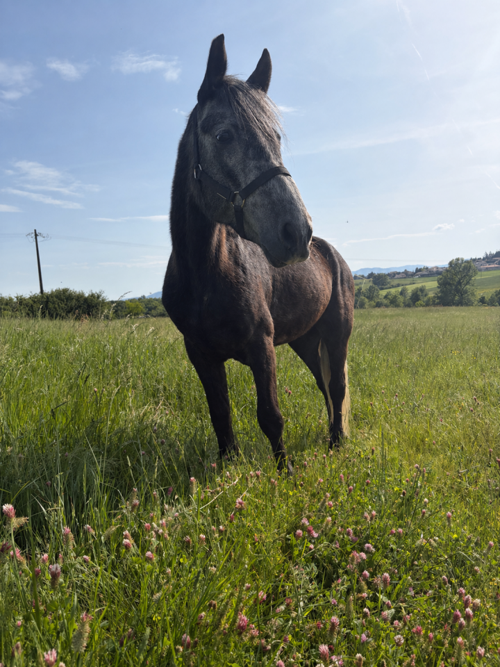 Poulini&egrave;re Connemara 