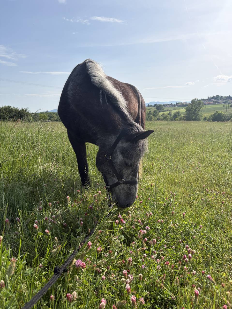 Poulini&egrave;re Connemara 