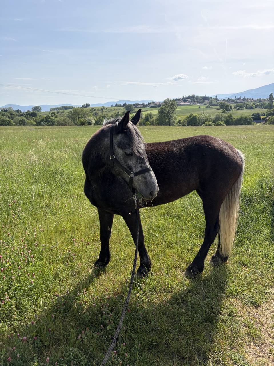 Poulini&egrave;re Connemara 
