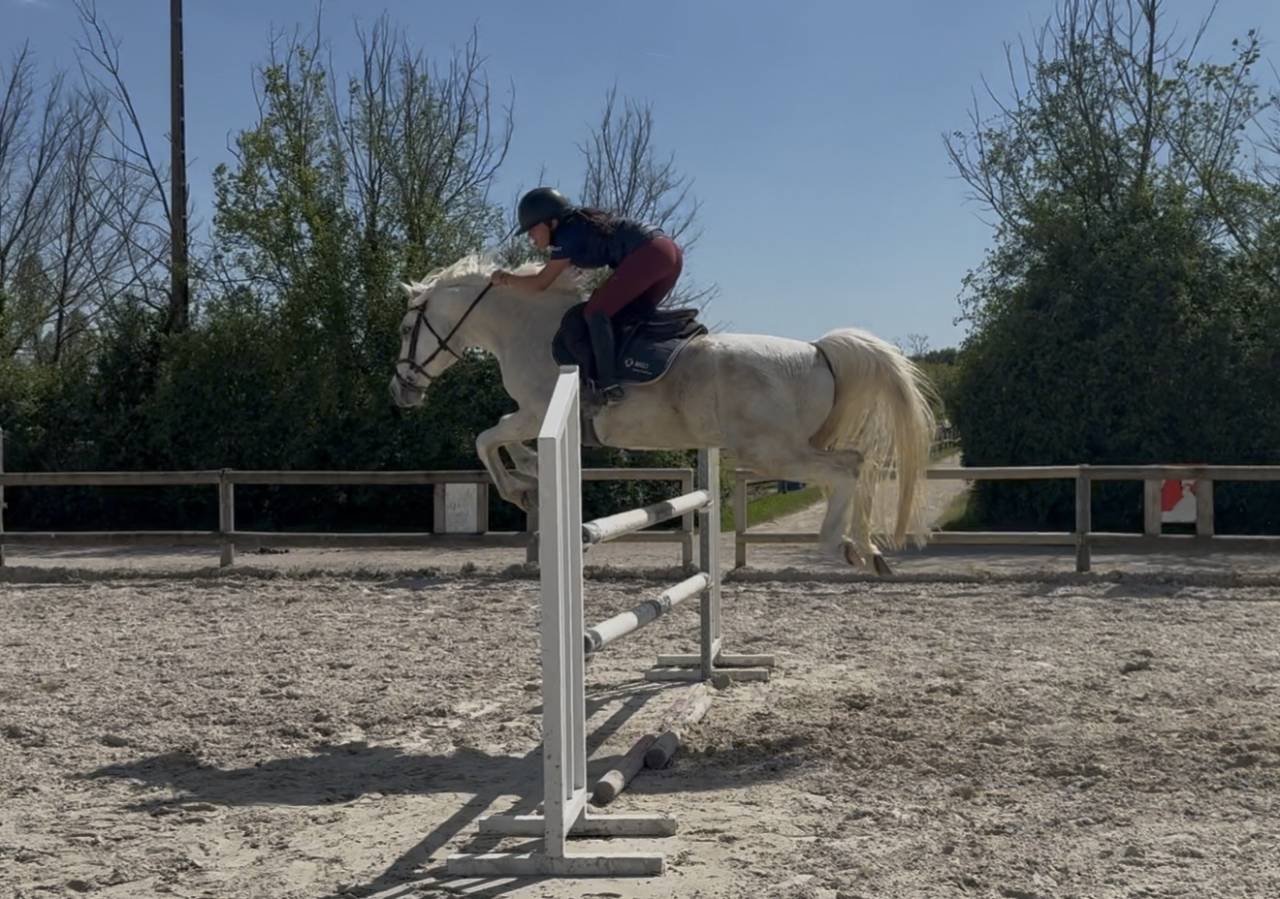 Cheval &agrave; vendre 14 ans, gris