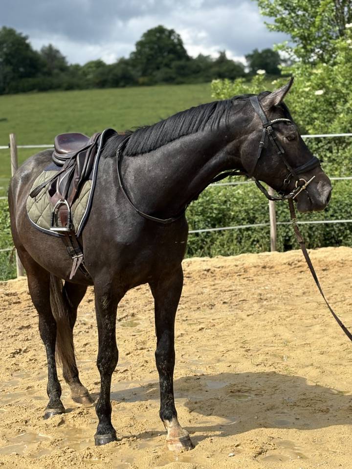 Poulain 3 ans 