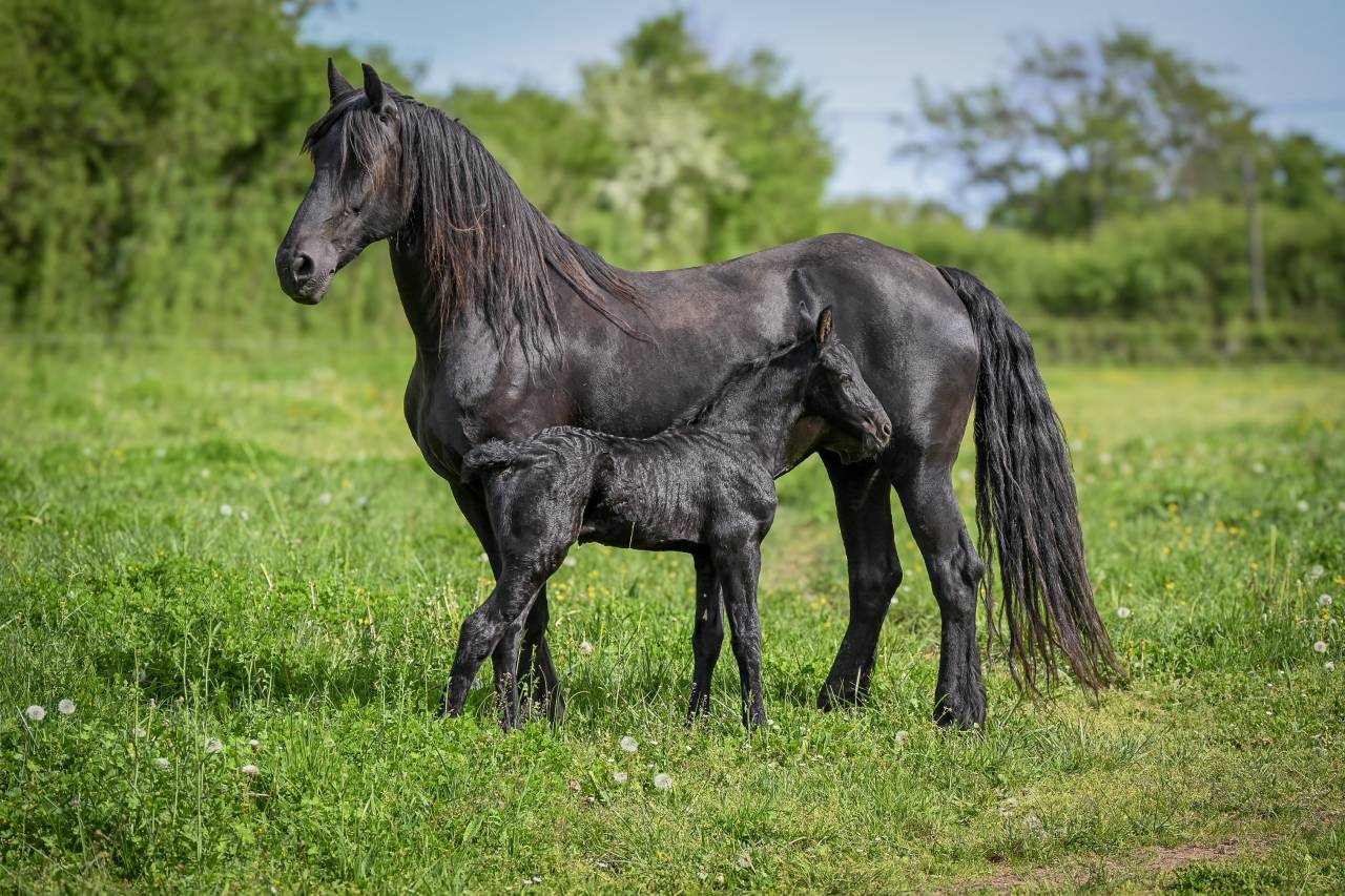 Gracia magnifique jument ster 