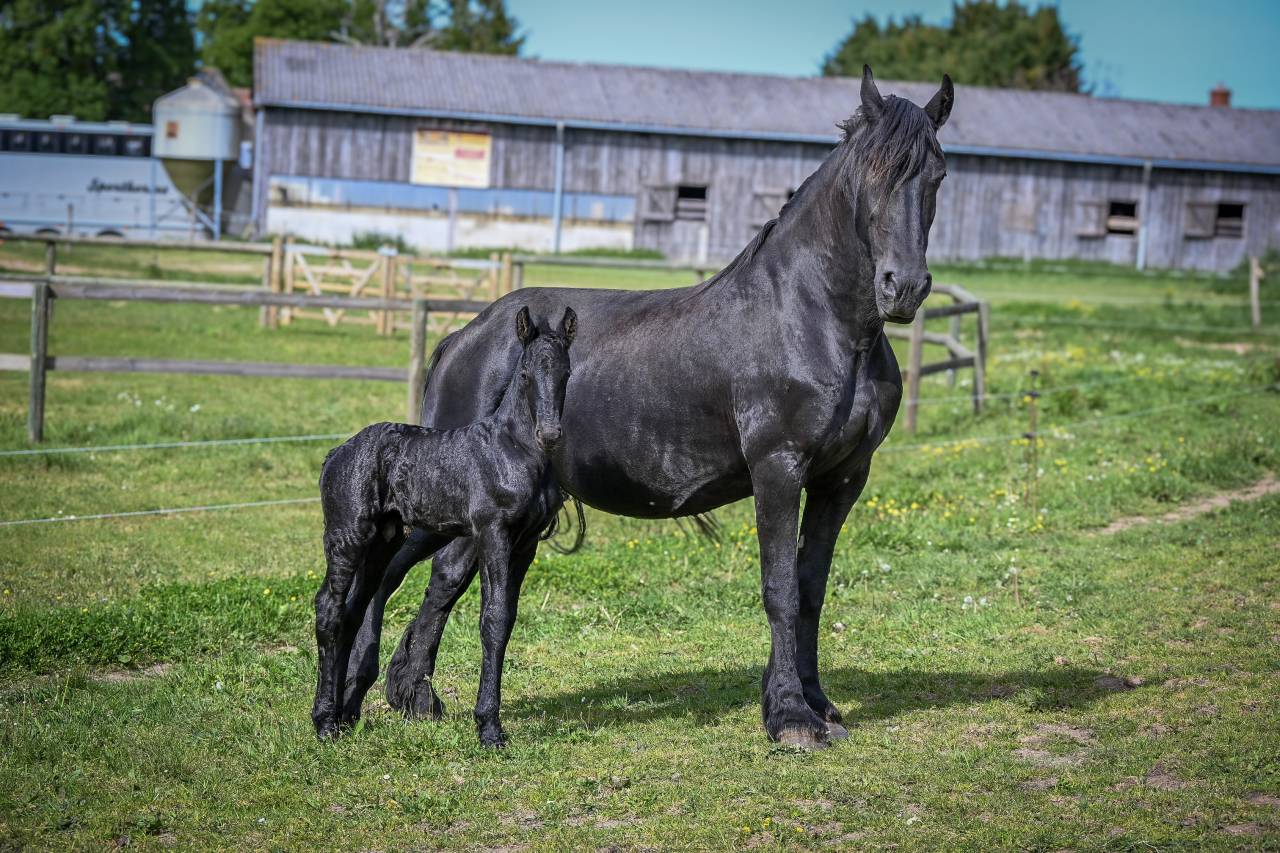 Gracia magnifique jument ster 