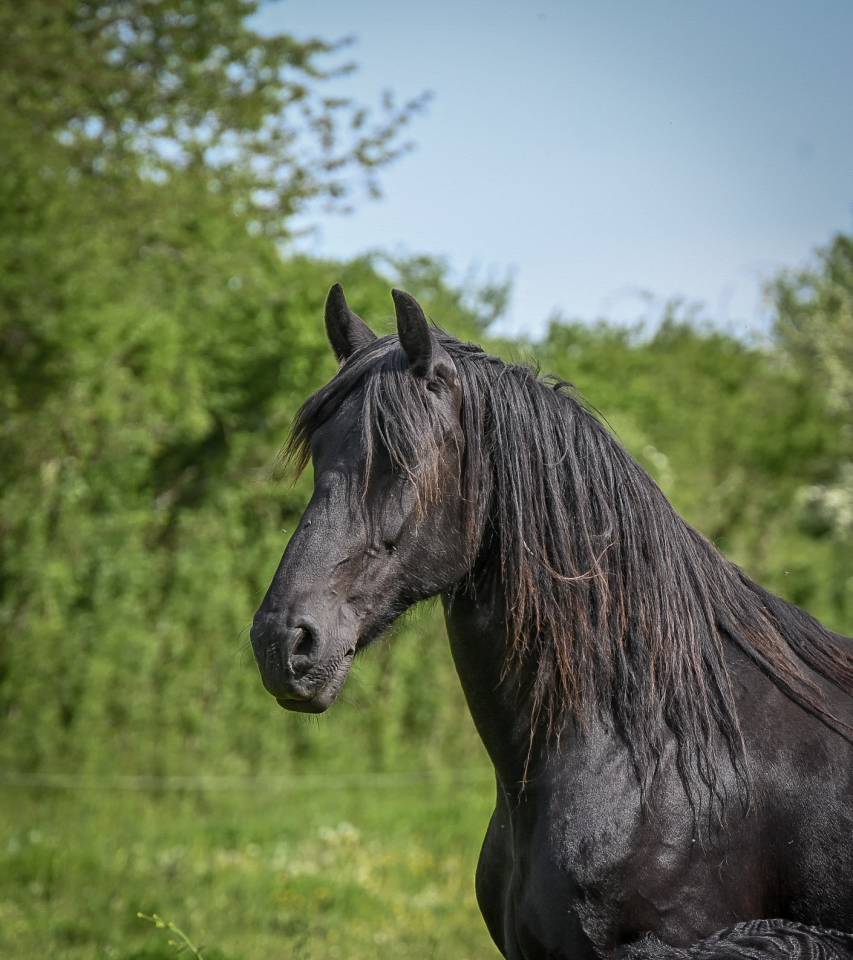 Gracia magnifique jument ster 