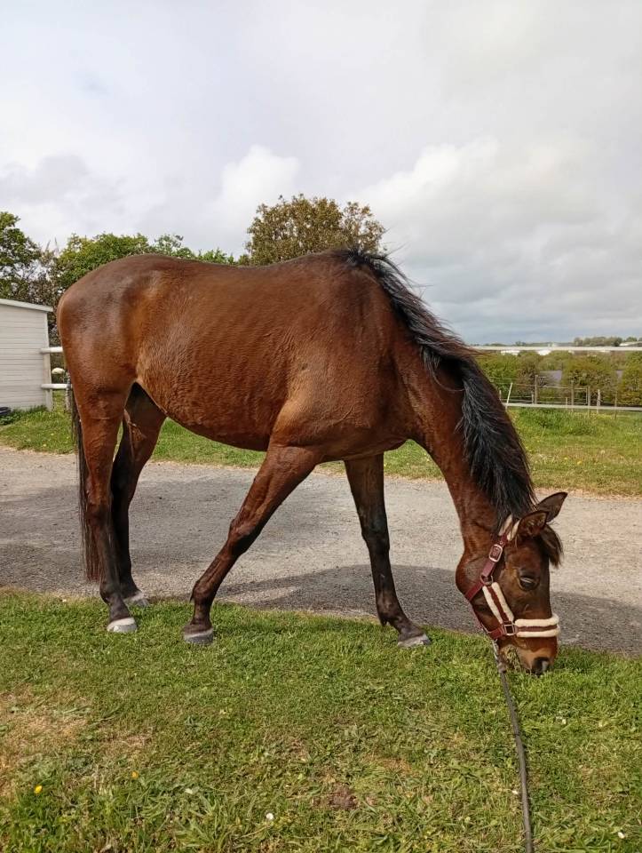 CAP DE PRINTEMPS   Pur Sang 5 ans &ndash; 500&euro; d&eacute;part rapide 