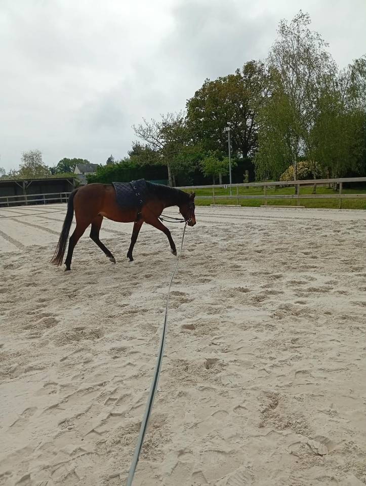 CAP DE PRINTEMPS   Pur Sang 5 ans &ndash; 500&euro; d&eacute;part rapide 