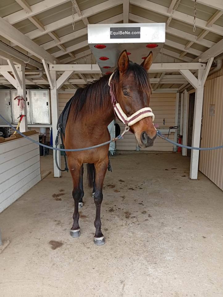 CAP DE PRINTEMPS   Pur Sang 5 ans &ndash; 500&euro; d&eacute;part rapide 