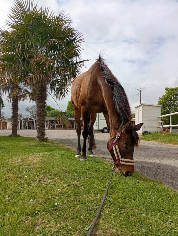 CAP DE PRINTEMPS   Pur Sang 5 ans &ndash; 500&euro; d&eacute;part rapide 