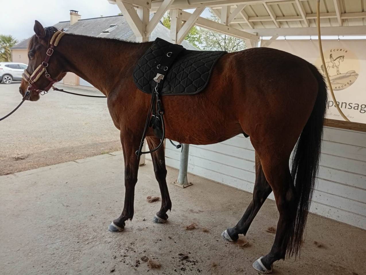 CAP DE PRINTEMPS   Pur Sang 5 ans &ndash; 500&euro; d&eacute;part rapide 