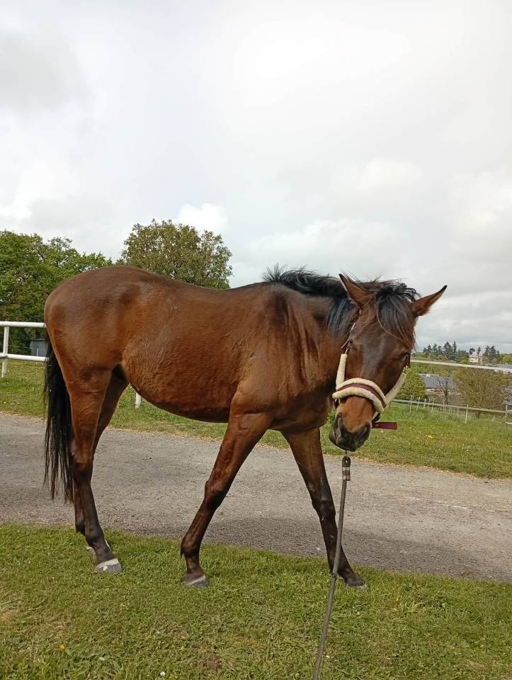 CAP DE PRINTEMPS   Pur Sang 5 ans &ndash; 500&euro; d&eacute;part rapide 