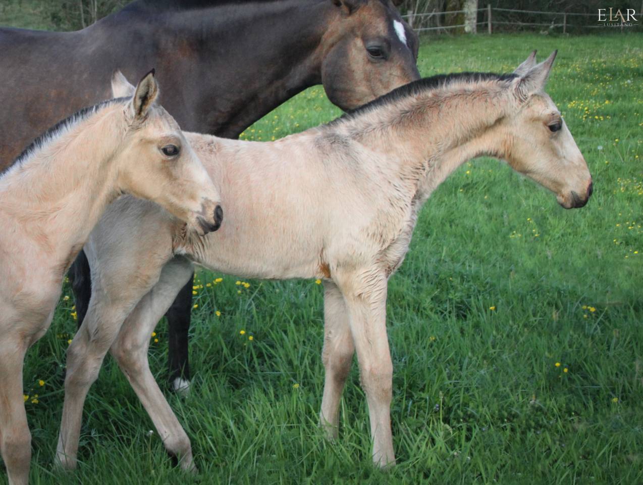 PUR SANG LUSITANIEN - POULICHE 2026