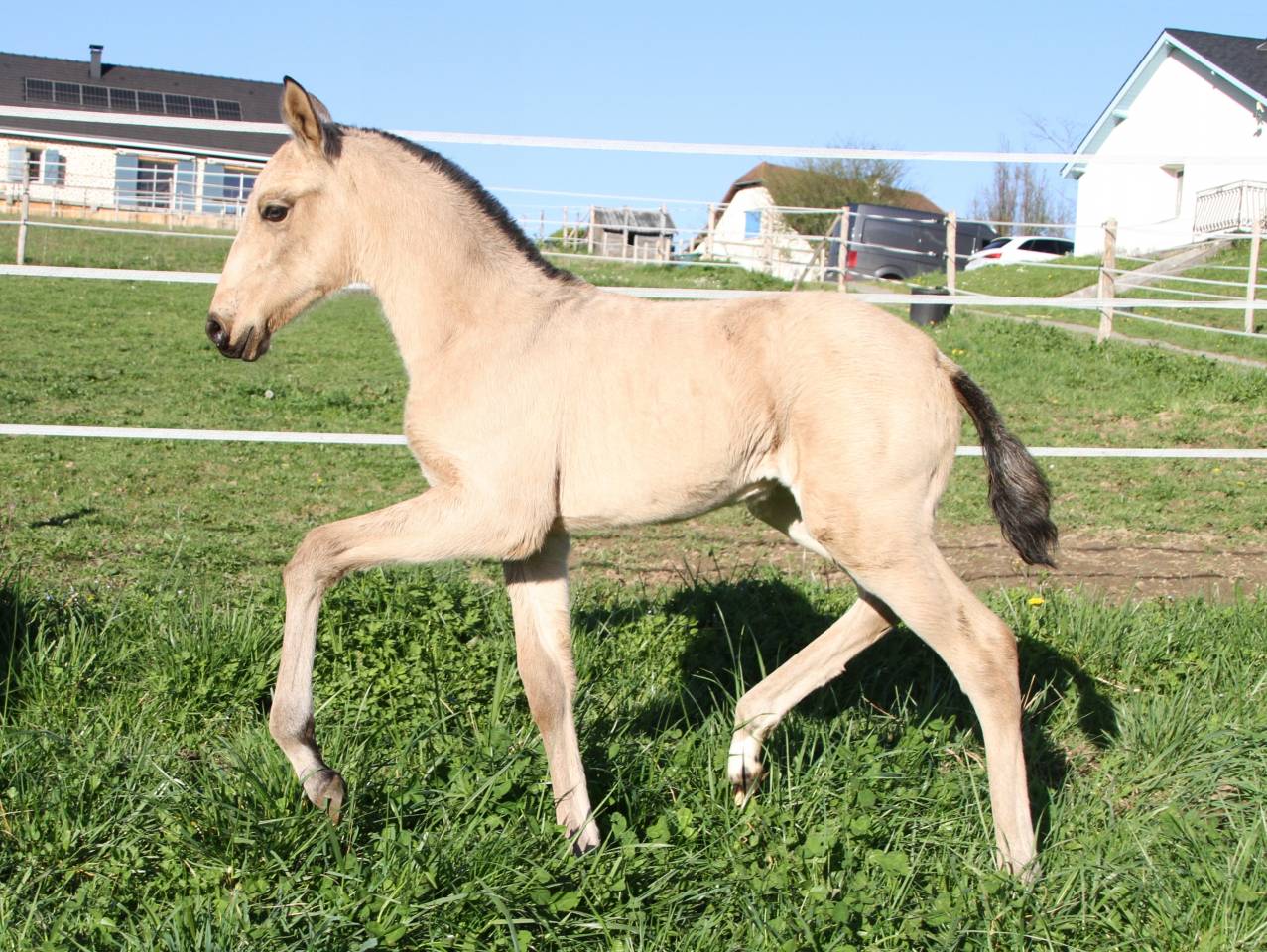 PUR SANG LUSITANIEN - POULICHE 2026