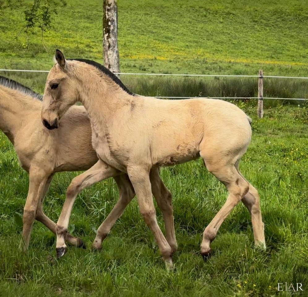 PUR SANG LUSITANIEN - POULICHE 2026