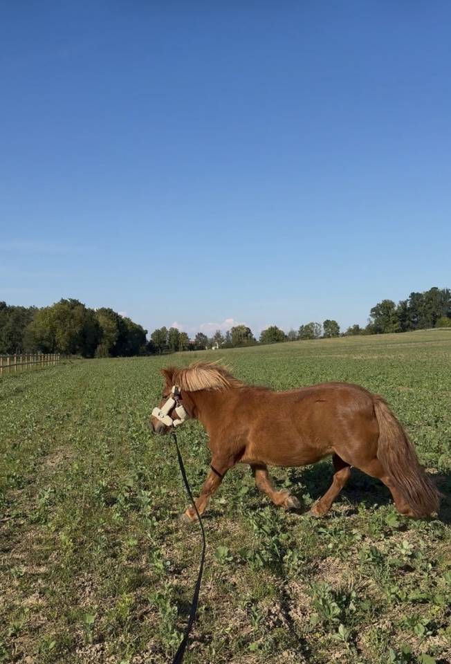 RECHERCHE CAVALIER(E) POUR MA PONETTE GRATUITEMENT 