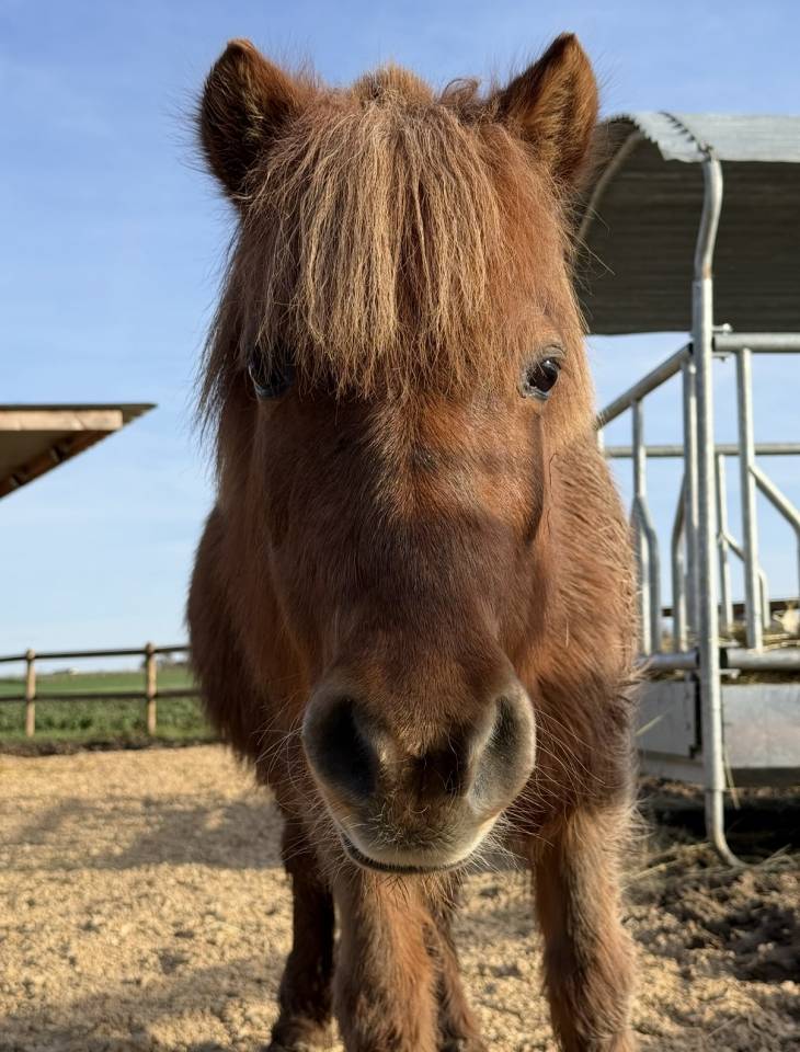 RECHERCHE CAVALIER(E) POUR MA PONETTE GRATUITEMENT 