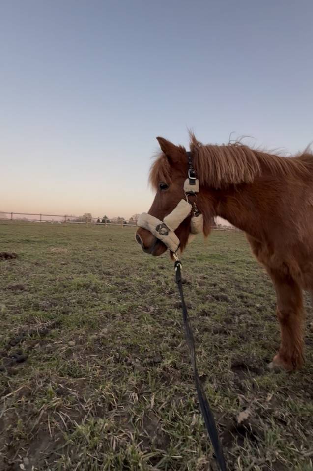 RECHERCHE CAVALIER(E) POUR MA PONETTE GRATUITEMENT 