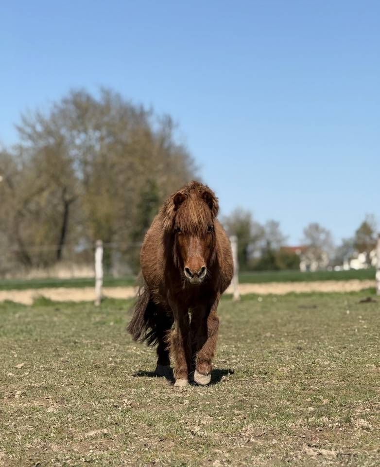 RECHERCHE CAVALIER(E) POUR MA PONETTE GRATUITEMENT 