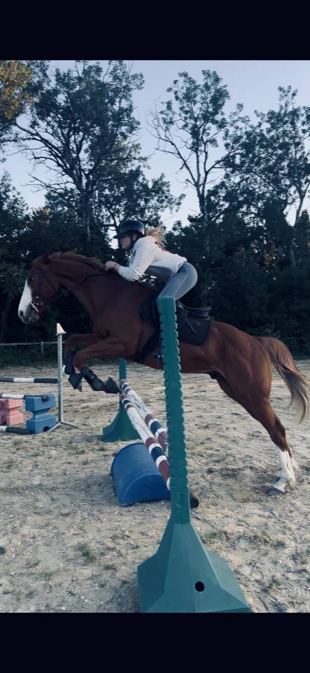 Hongre 4 ans CSO CCE 