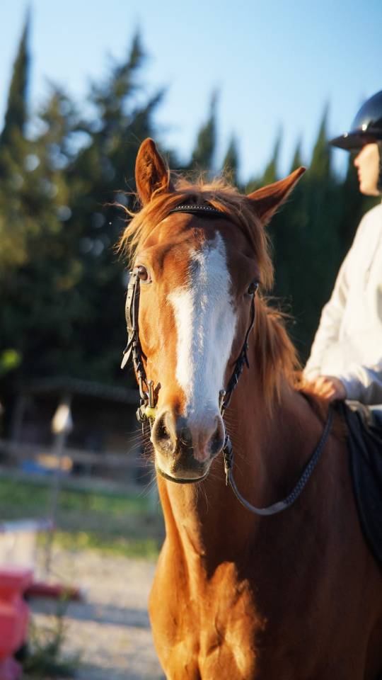 Hongre 4 ans CSO CCE 