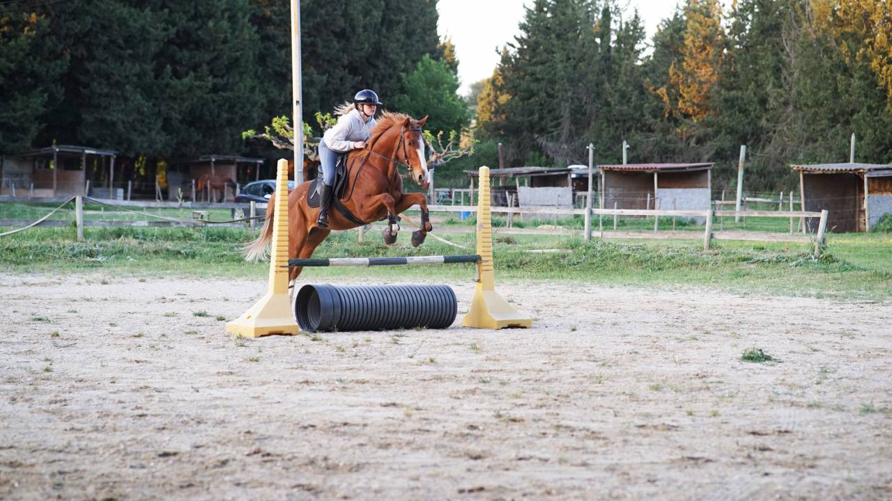 Hongre 4 ans CSO CCE 