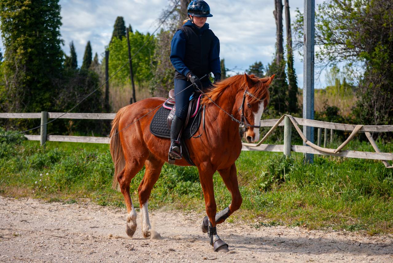 Hongre 4 ans CSO CCE 