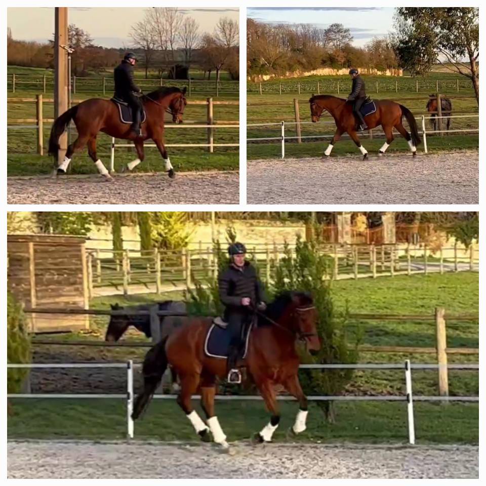 Hongre SF 2020 Dressage ou CCE