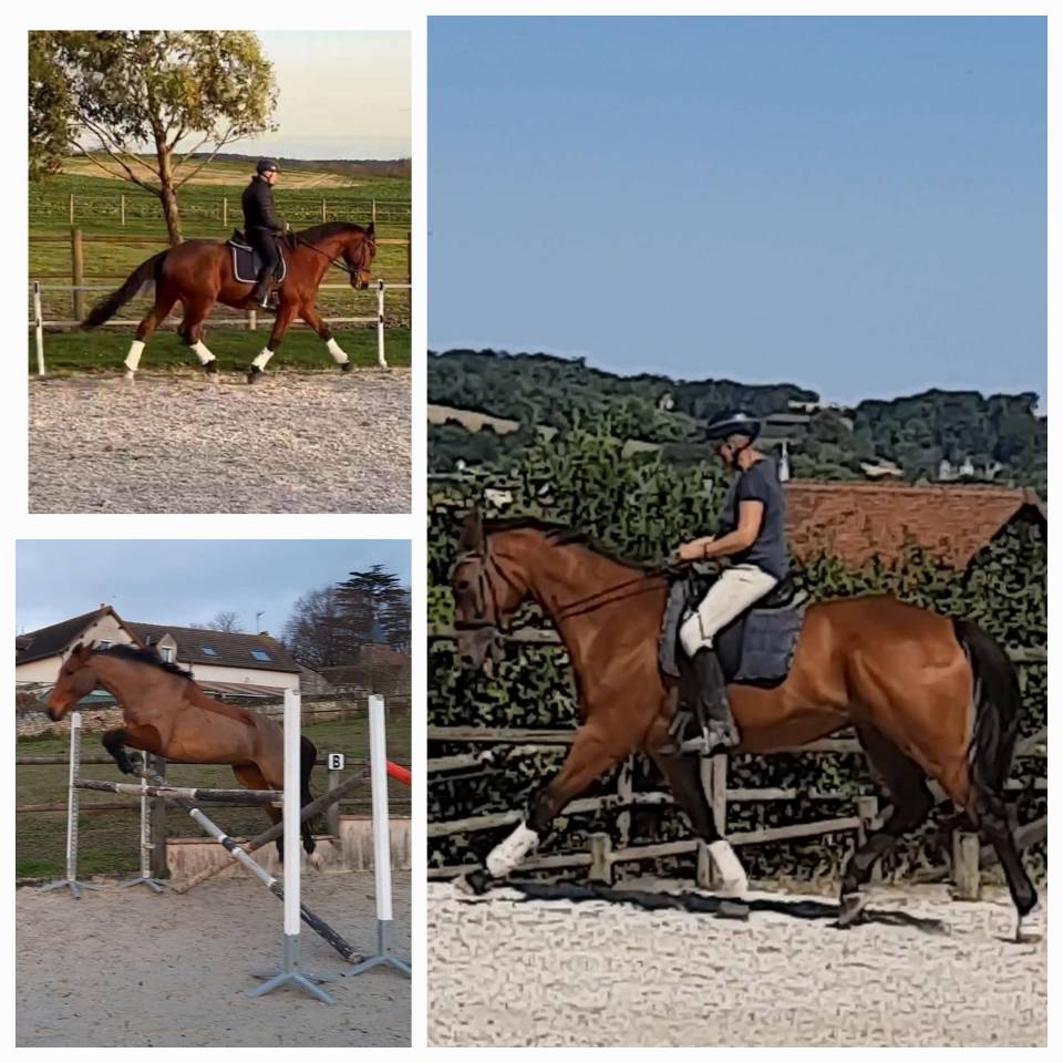 Hongre SF 2020 Dressage ou CCE