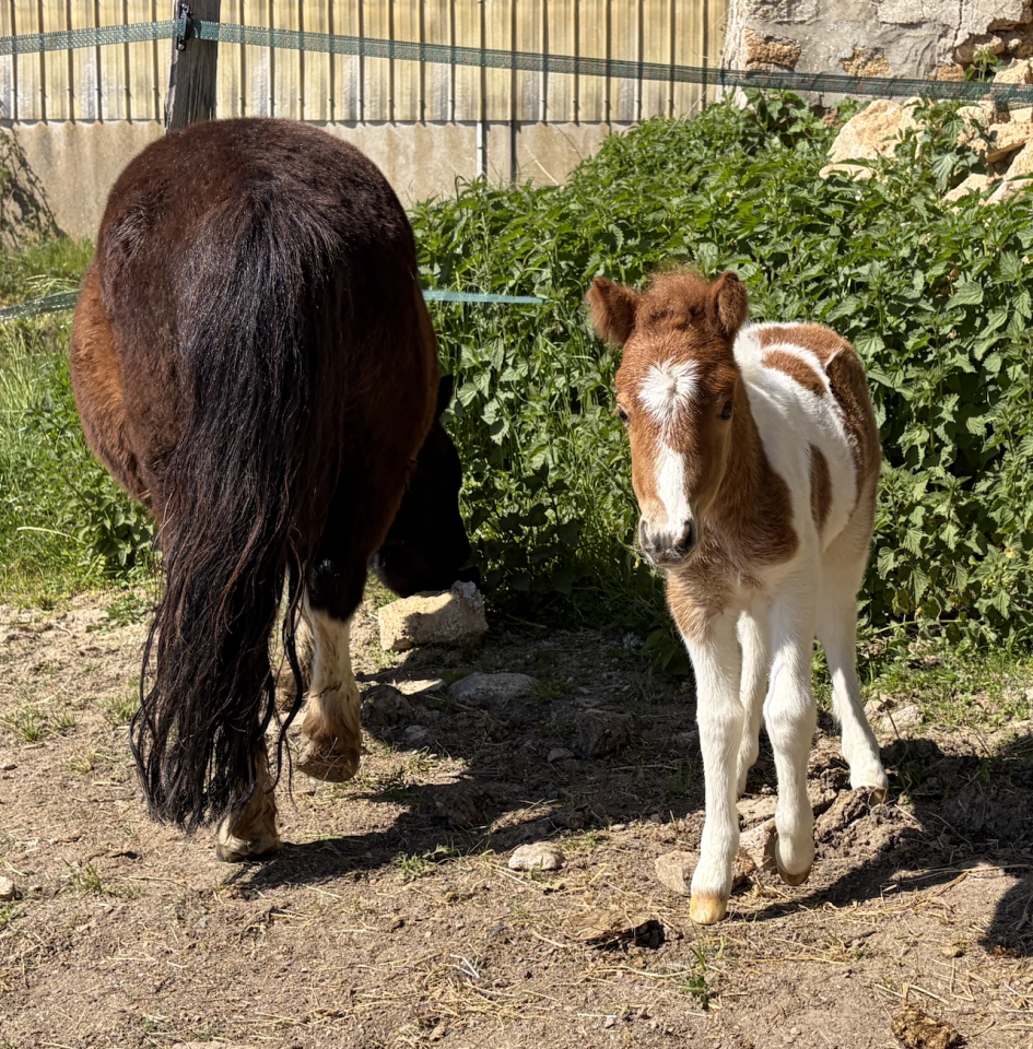 Qalhua des possibles