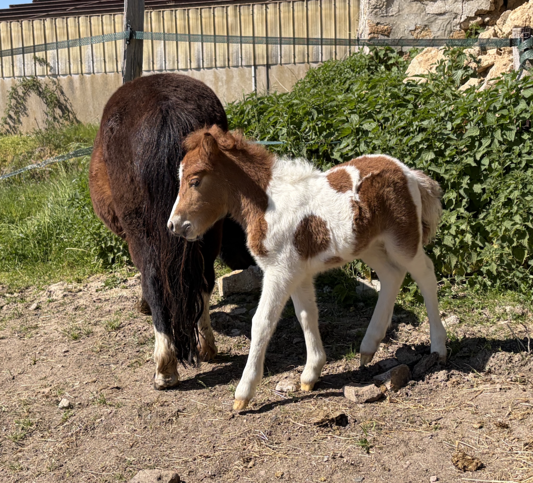 Qalhua des possibles