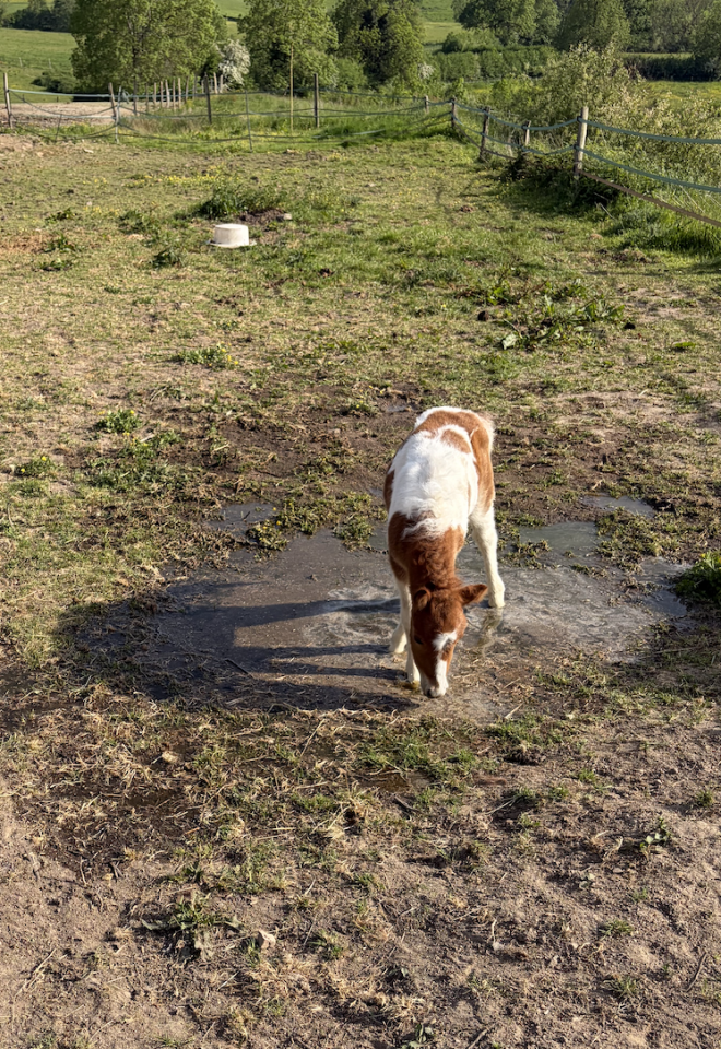 Qalhua des possibles