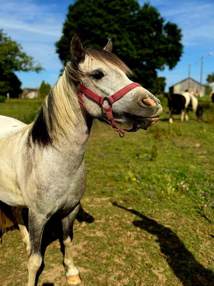 Ponette type Welsh/shetland 
