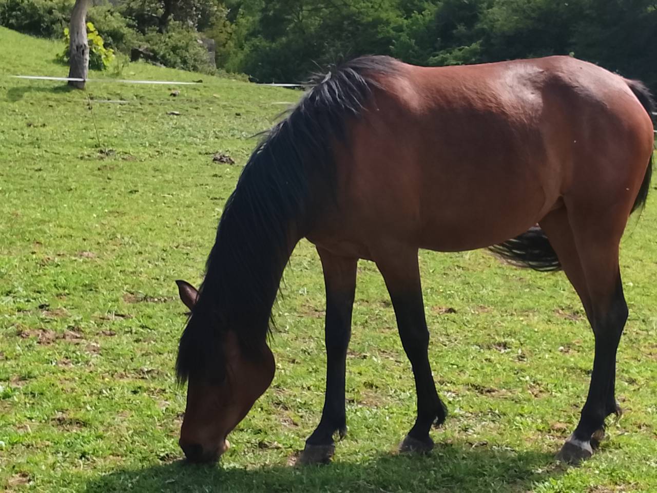 vends jument de 3 ans pur sang arabe PP