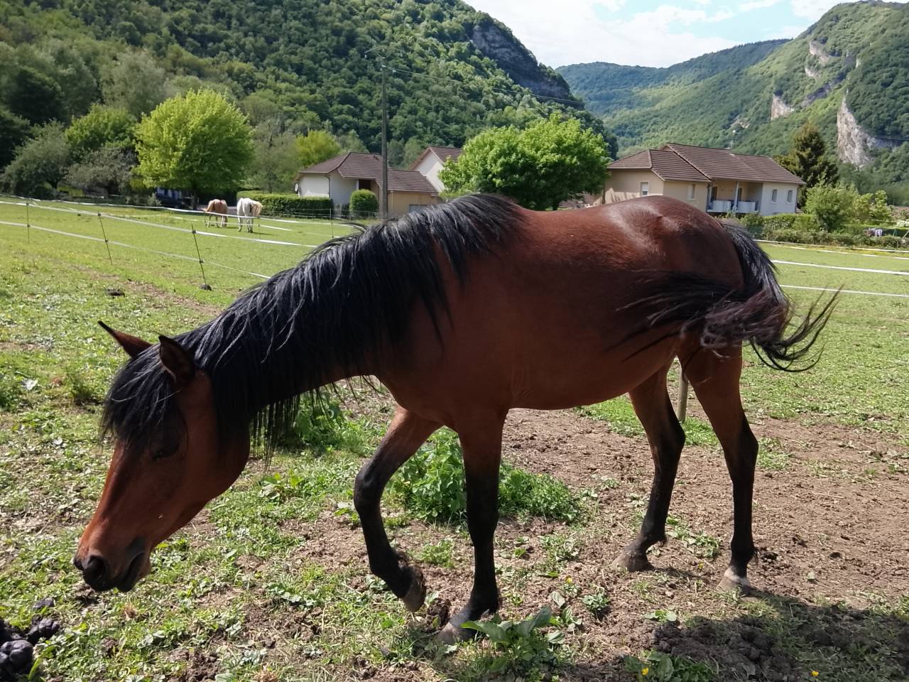 vends jument de 3 ans pur sang arabe PP