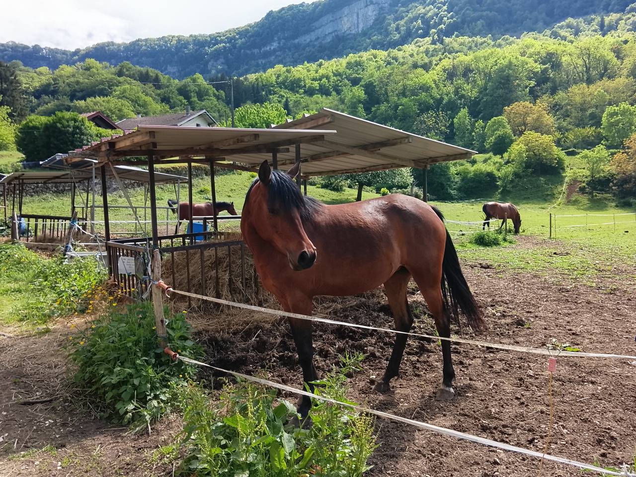 vends jument de 3 ans pur sang arabe PP