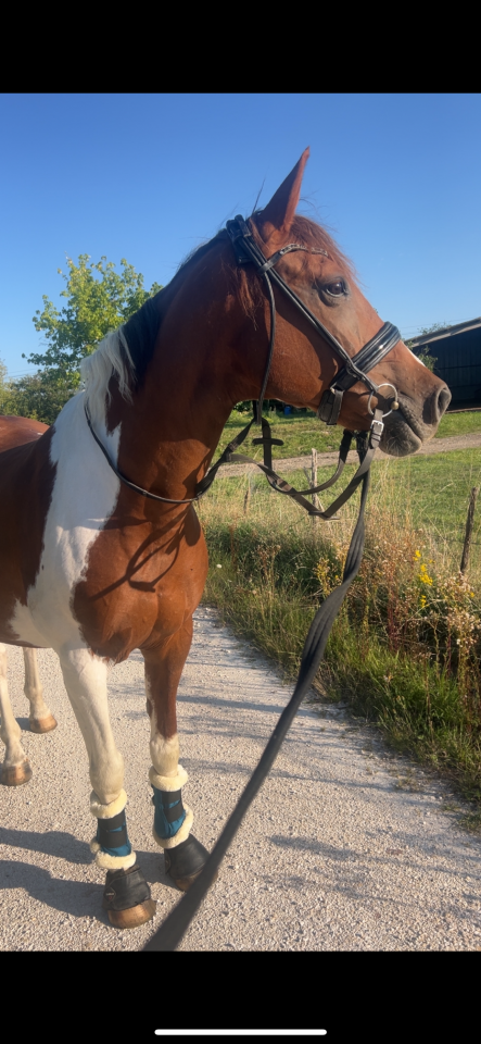 Jument ONC pie 15 ans &ndash; Loisir / Balade / Poulini&egrave;re 